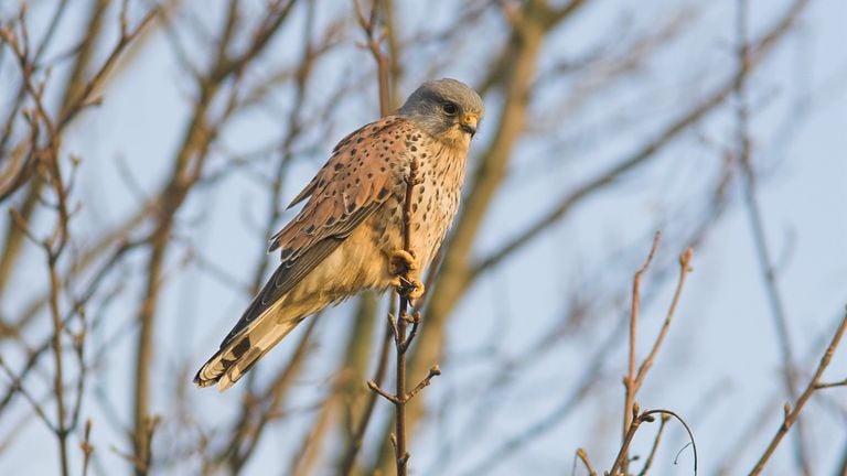 Een torenvalkmannetje (foto: Saxifraga/Martin Mollet).