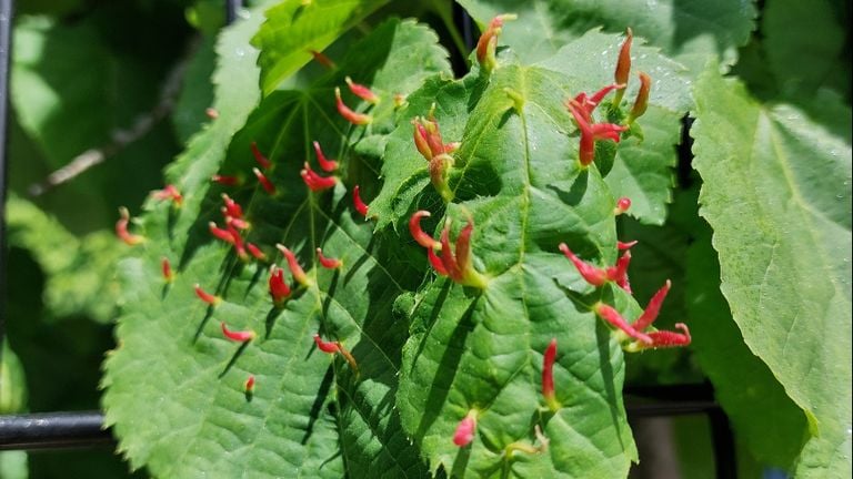 Lindenagelgallen (foto: Jeanne Luijten-Janssens).