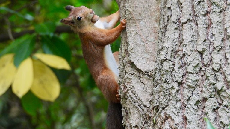 Een eekhoorn met hazelnoot (foto: Rosemarie de Wit).