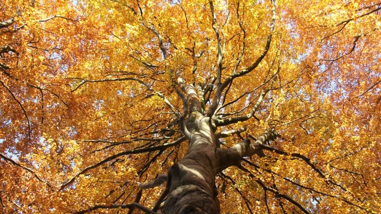 Beleef de herfst (foto: Brabants Landschap).