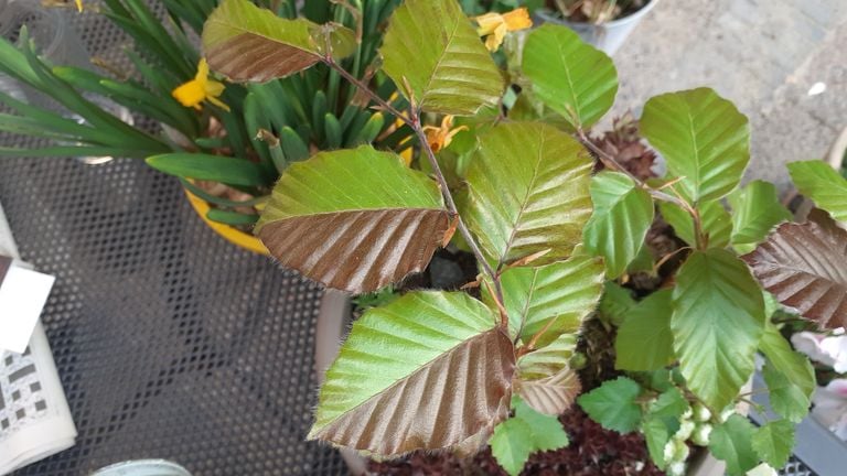 Op de tuintafel een potje met vetplanten waar op plotseling een beukenscheut met twee kleuren blaadjes groeit (foto: Maaike van Steen).