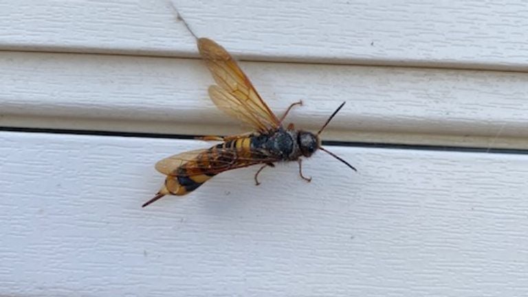 Tremex fuscicornis ofwel grote houtwesp (foto: Leon Smolders).