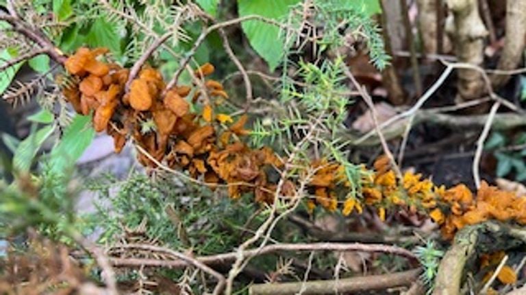 Meidoorn-jeneverbesroest foto Jacqueline van Boven