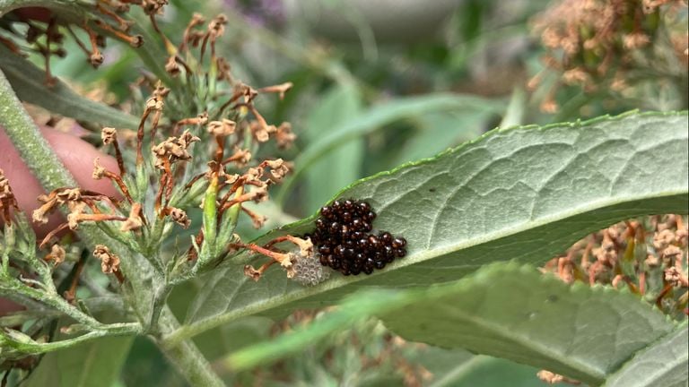 Nimfen zuidelijke groene schildwants foto Gwendolyn