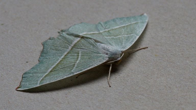 Een appeltak (foto: Tom en Nellie van den Heuvel).
