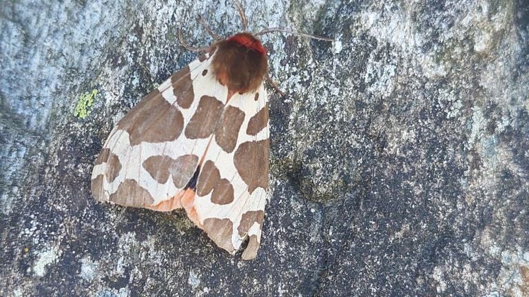 Bert fotografeerde deze vlinder in Montafon in Oostenrijk (foto: Bert Vervoort).