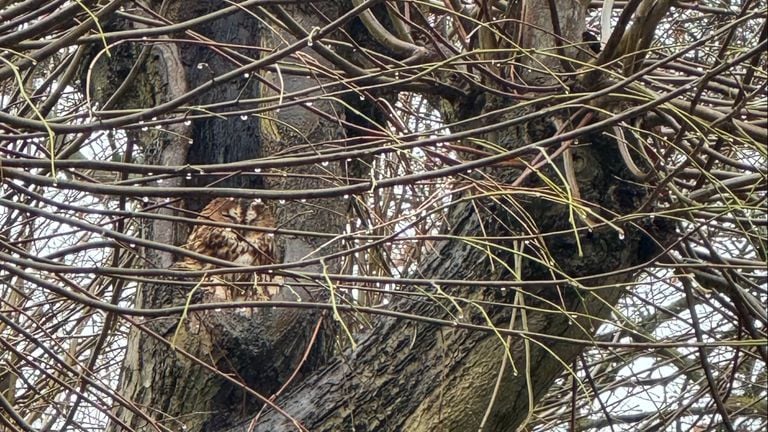 Een bosuil (foto: Frans Kapteijns).