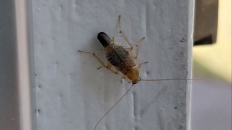 Eem dwarsbandkakkerlak met eipakket (foto: Anne Douwes).
