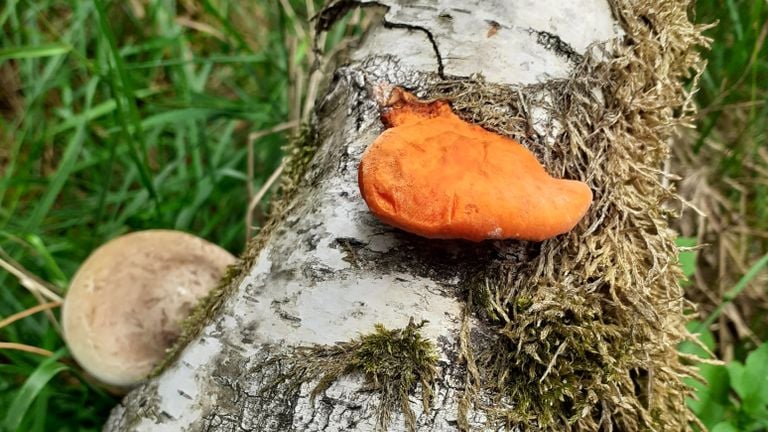 Een vermiljoenhoutzwam (foto: Franja Mulders).