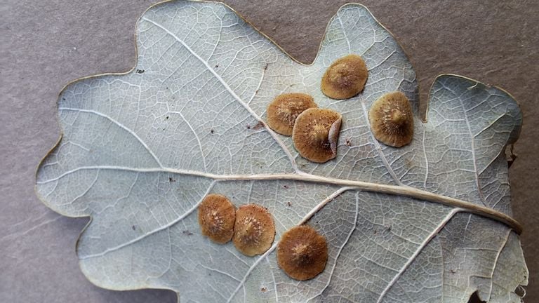 Lensgallen (foto: Yvonne Rommelaars).