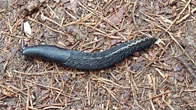 Een zwarte naaktslak (foto: Ad Heesbeen).