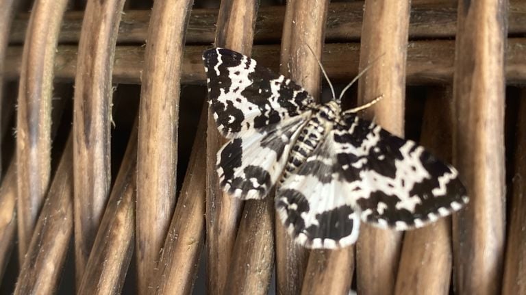 Een speerpuntspanner (foto: Jack van de Ven).