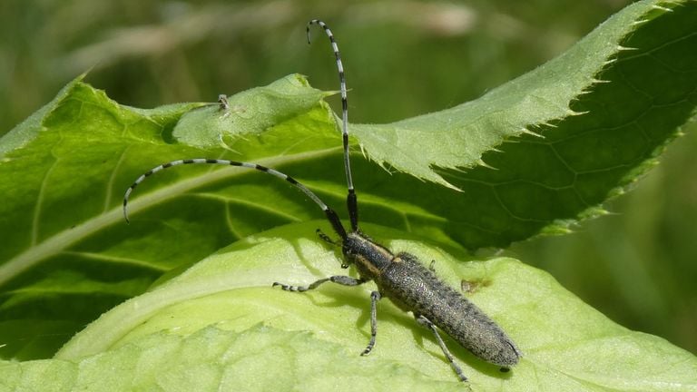 Een distelboktor (foto: Yvonne Rommelaars).