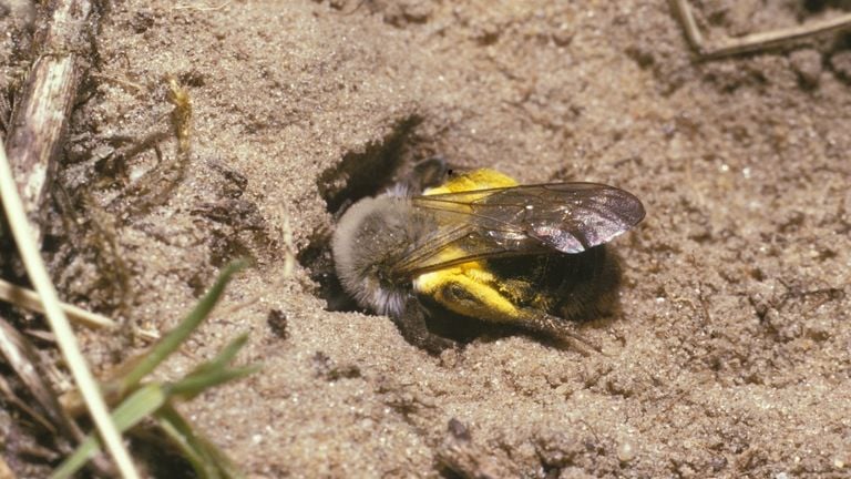 Een grijze zandbijvrouwtje (foto: Saxifraga/Pieter van Breugel).