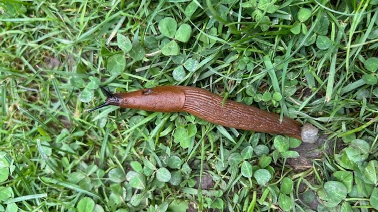 Gezien langs de Moezel in Duitsland (foto: Jos Roeken).