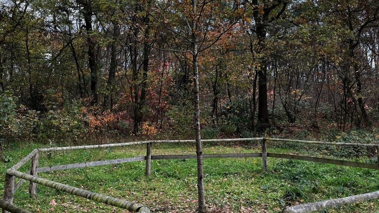 Kale wensboom, foto: Arjan Aarts