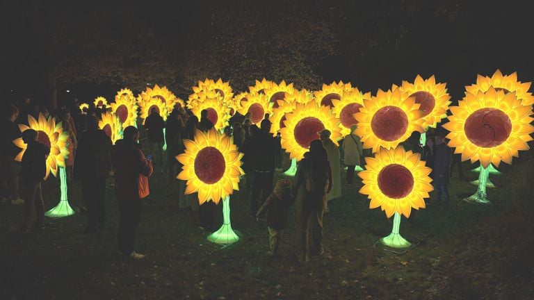 In 2019 waren deze zonnebloemen ook al tijdens GLOW in Eindhoven te zien (foto: Rogier van Son).