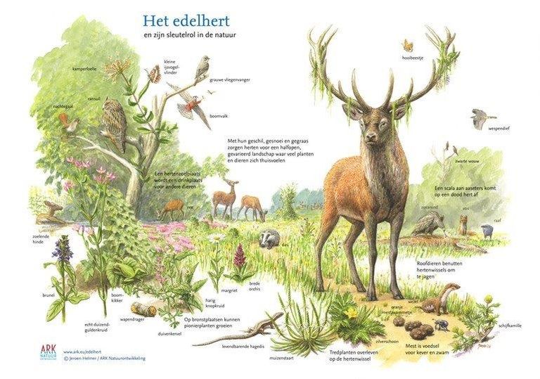 Het edelhert in  het Groene Woud