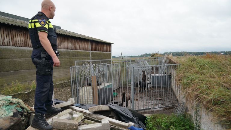 De honden leefden in vieze, geïmproviseerde hokken (foto: SQ Vision).