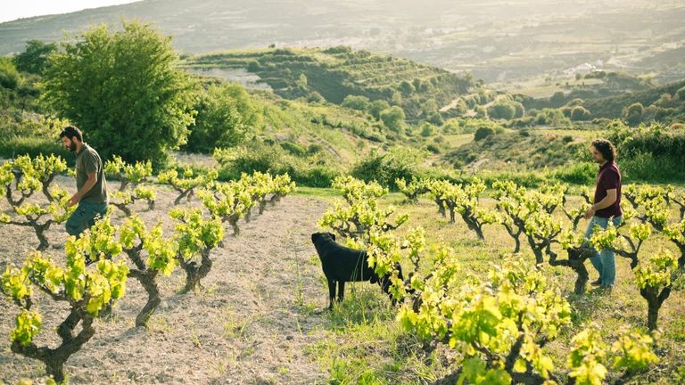 'De wijngaarden verzorgen'
