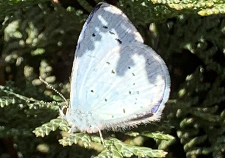 Een boomblauwtje (foto: Yolanda Kroef).