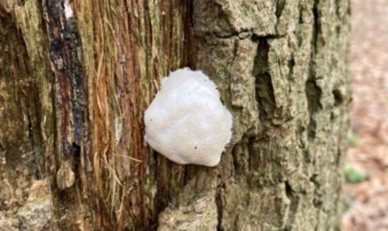 Op de bovenstaande foto zie je een tamelijk grote witte bult op een boomstam. We hebben hier te maken met een zilveren boomkussen. Zilveren boomkussens behoren tot de groep van myxomyceten ofwel slijmzwammen net zoals bijvoorbeeld heksenboter. Eigenlijk hebben myxomyceten een zeer complex leven, maar als je het eenvoudig houdt bestaat hun leven uit twee stadia. Een stadium waarin de myxomyceet of slijmzwam zich voornamelijk voedt en een stadium waarin de slijmzwam zich voortplant. Het zilveren boomkussen is te herkennen aan de zilverachtig witte buitenkant. Van binnen is dit zilveren boomkussen in het begin ook wit, maar later chocoladebruin. Uiteindelijk wordt de buitenkant ook en chocoladebruin en verdwijnt het zilveren boomkussen via sporen in de lucht.