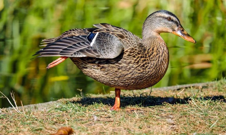 Het vrouwtje van de wilde eend (foto: Couleur via Pixabay)