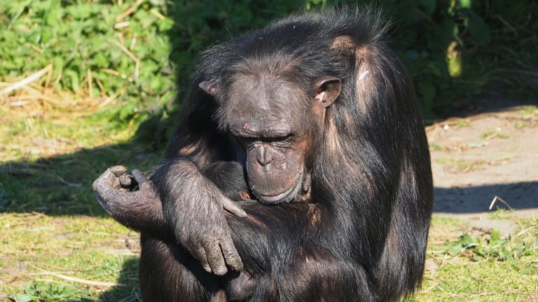 Dit is de tweede baby chimpansee die dit jaar in het safaripark geboren is (foto: Beekse Bergen).