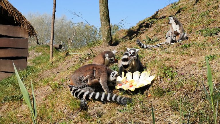 De ringstaartmaki's kregen een worteltjestaart (foto: Ferenc Triki)