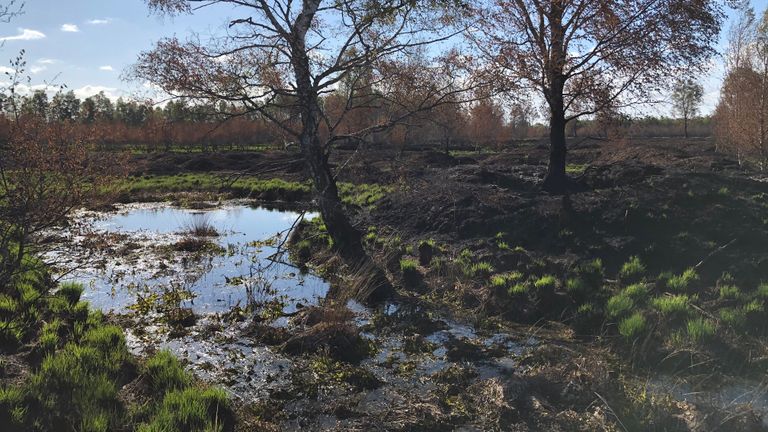 De Peel kleurt groen door het pijpenstrootje (Foto: Alice van der Plas)