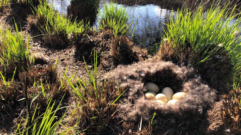 In de verschroeide Peel broedt weer een eendje (Foto: Alice van der Plas)