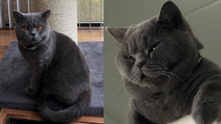 Wie weet waar kater Kas is? (Foto's: Fatme Tasim)