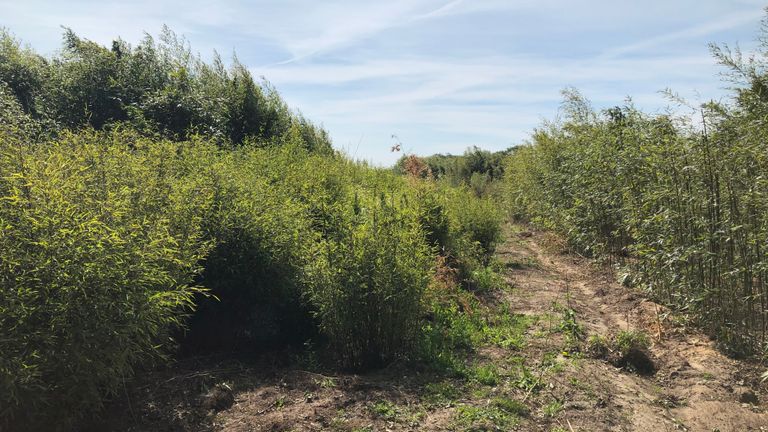 Het veld waar de bamboe voor de panda's wordt gekweekt (Foto: Alice van der Plas)