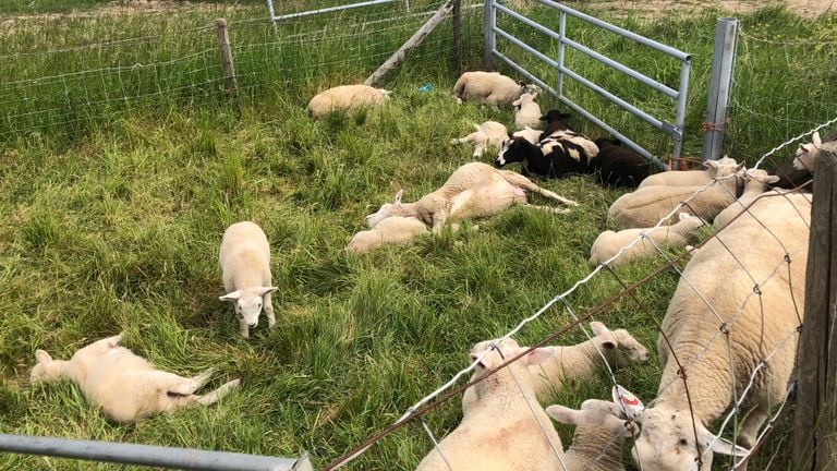Doodgebeten schapen in Bokhoven