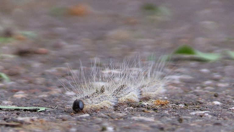 Eikenprocessierups in het Reeshofpark in Tilburg (Foto: Noël van Hooft)