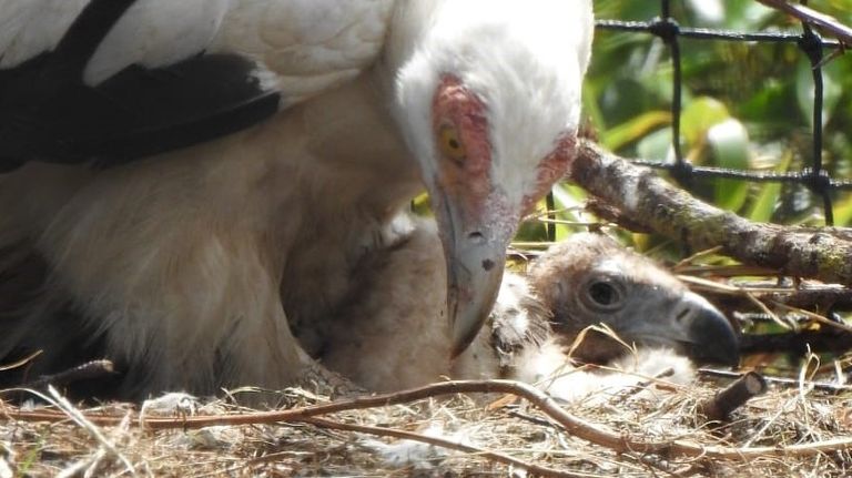 Het is erg bijzonder dat er een palmgier in een dierentuin in Europa geboren wordt. (Foto: ZooParc Overloon)