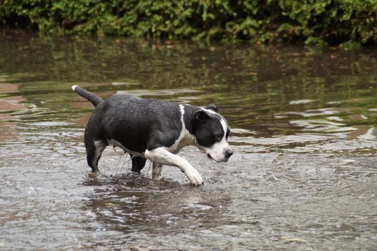 Deze hond staat ook met zijn pootjes in het water (Foto: Erik Haverhals). 