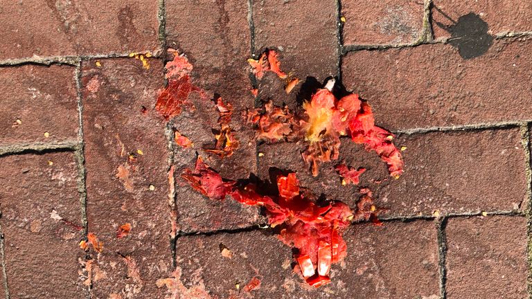 Kapot gegooide tomaten op de Heistraat (Foto: René van Hoof)