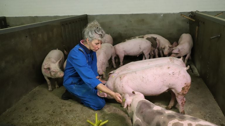 Janny Jans bij haar varkens.