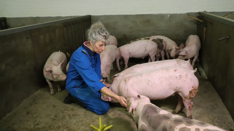 Janny Jans bij haar varkens.