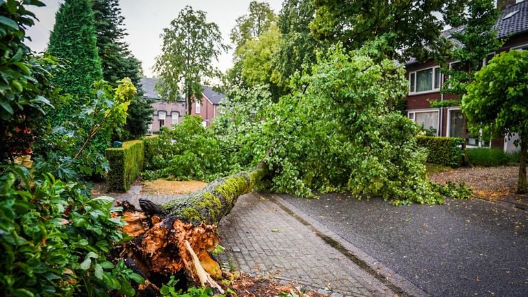 In Nuenen waaide een boom om. (Foto: Sem van Rijssel / SQ Vision)