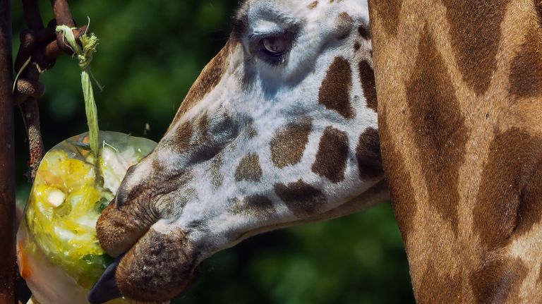 De giraffen genieten van een heerlijk ijsje (foto: Beekse Bergen).
