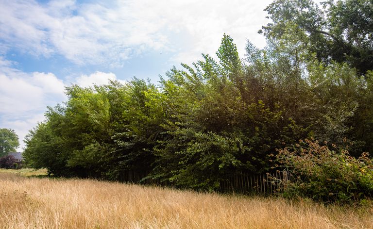 Een tiny forest in de zomer (foto: IVN).