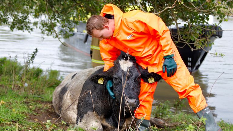 Een van de brandweermannen geeft de koe een schouderklopje (foto: Saskia Kusters). 