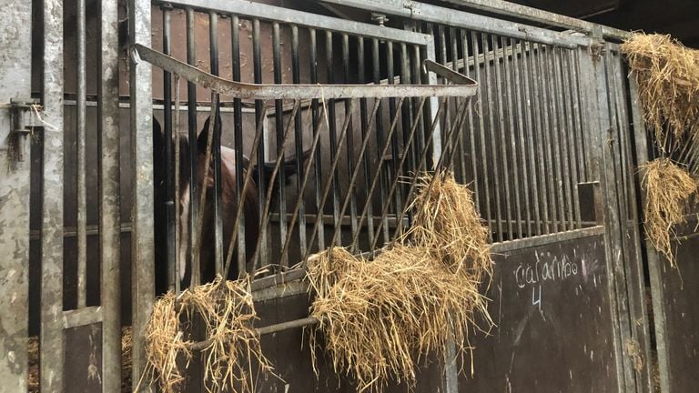 De naastgelegen stal met paarden.