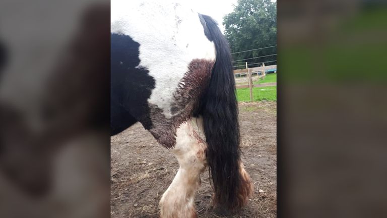 Het paard van Jolanda werd zeven keer gestoken.