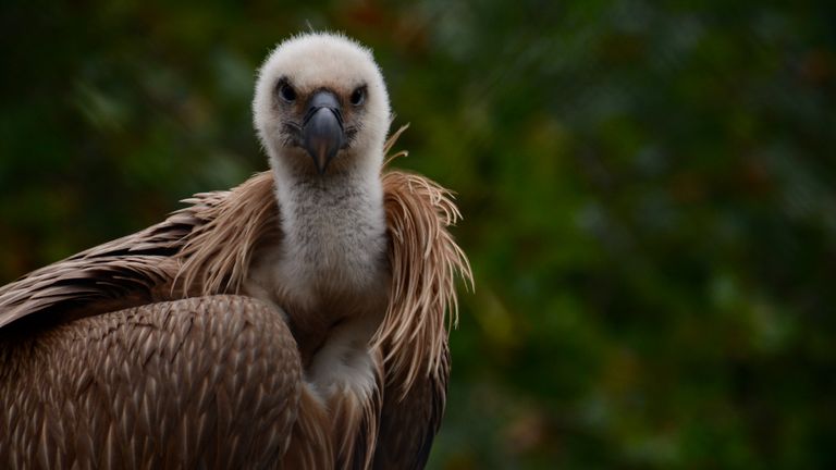 Deze jonge gier is een half jaar oud en gaat terug naar het wild. 