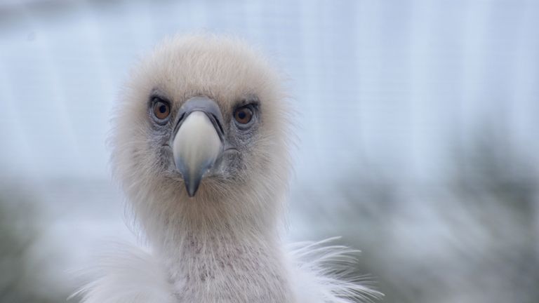 Een volwassen vale gier in Dierenrijk in Mierlo. 