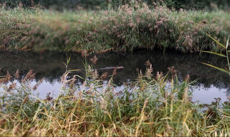 Een bever in Laarbeek.