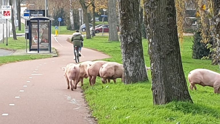 Foto: Marian van de Griendt